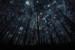 Tree Silhouette Against Starry Night Sky --- Image by © Robert Llewellyn/Corbis